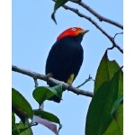 Red-capped Manakin. Photo by Joyce Meyer and Mike West. All rights reserved.