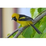 Yellow-tailed Oriole. Photo by Joyce Meyer and Mike West.  All rights reserved. 