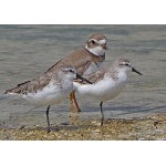 Western and Semipalmated Sandpipers, and Semipalmated Plover. Photo by Joyce Meyer and Mike West. All rights reserved. 