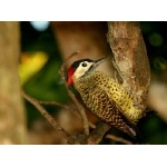 Green-barred Woodpecker. Photo by Luis Segura. All rights reserved.