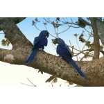 Hyacinth Macaws. Photo by Luis Segura. All rights reserved.