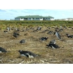 Gentoo Penguins in front of Sea Lion Island Lodge. Photo by Rick Taylor.  Copyright Borderland Tours.  All rights reserved.