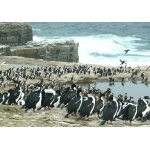 Falkland Islands Photo Gallery