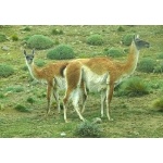 Mother & daughter Guanacos. Photo by Rick Taylor. Copyright Borderland Tours. All rights reserved.