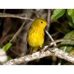 Yellow Warbler, Golden race. Photo by Edwards courtesy of Paul Bithorn. All rights reserved.