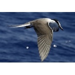 Bridled Tern. Photo by Boyd courtesy of Paul Bithorn. All rights reserved.