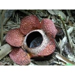 Rafflesia flower. Photo by Adam Riley. All rights reserved.