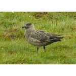 Great Skua, Shetland Islands. Photo by Rick Taylor. Copyright Borderland Tours. All rights reserved.