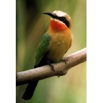 White-fronted Bee-eater. Photo by Rick Taylor. Copyright Borderland Tours. All rights reserved.
