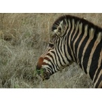 Common Zebra. Photo by Rick Taylor. Copyright Borderland Tours. All rights reserved.