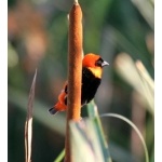 Southern Red Bishop. Photo by Adam Riley.  All rights reserved.