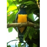 Violaceous Trogon. Photo by Rick Taylor. Copyright Borderland Tours. All rights reserved.