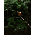 American Pygmy Kingfisher. Photo by Rick Taylor. Copyright Borderland Tours. All rights reserved.