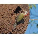 Cuban Green Woodpecker. Photo by C. Allan Morgan. All rights reserved.