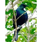 Tui. Photo by Rick Taylor. Copyright Borderland Tours. All rights reserved.