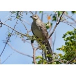 Bahama Mockingbird singing. Photo by Rick Taylor. Copyright Borderland Tours. All rights reserved.