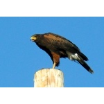 Harris's Hawk. Photo by Rick Taylor. Copyright Borderland Tours. All rights reserved.