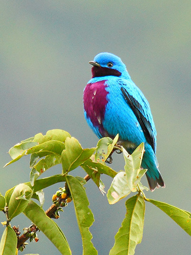 Lovely Cotinga. Photo by James Adams. Copyright The Lodge at Pico Bonito. All rights reserved.