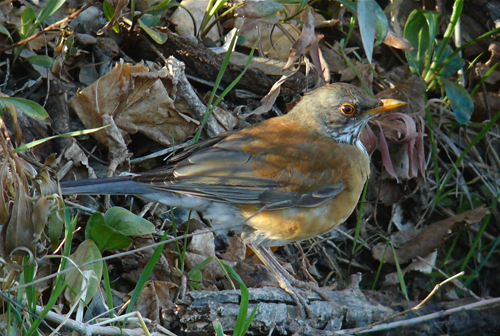 Rufous-backed Robin, female. Photo by Rick Taylor. Copyright <strong><strong>Borderland Tours</strong></strong>. All rights reserved.