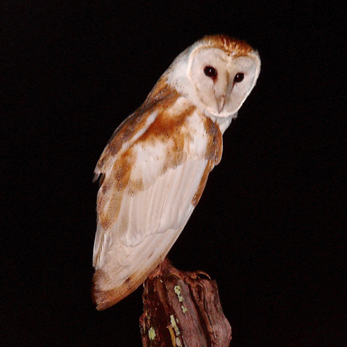 Barn Owl. Photo by Rick Taylor. Copyright <strong><strong>Borderland Tours</strong></strong>. All rights reserved.