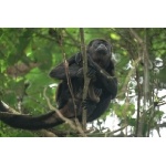 Mantled Howler Monkey. Photo by Barry Ulman. All rights reserved.