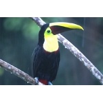 Chestnut-mandibled Toucan. Photo by Barry Ulman. All rights reserved.