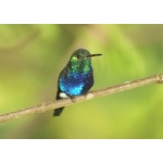 Violet-bellied Hummingbird. Photo by Barry Ulman. All rights reserved.