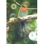 Broad-billed Motmot. Photo by Barry Ulman. All rights reserved.