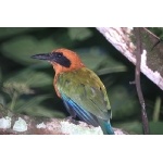 Rufous Motmot. Photo by Barry Ulman. All rights reserved