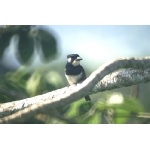 Black-breasted Puffbird. Photo by Barry Ulman. All rights reserved.