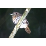 White-whiskered Puffbird. Photo by Barry Ulman. All rights reserved.