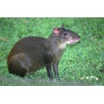 Central American Agouti. Photo by Barry Ulman. All rights reserved.