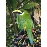 Emerald Toucanet. Photo by James Adams, copyright The Lodge at Pico Bonito. All rights reserved.