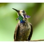 Brown Violet-ear. Photo by James Adams, copyright The Lodge at Pico Bonito. All rights reserved.