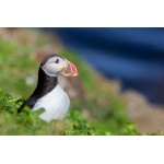 Atlantic Puffin. Photo by Gaukur Hjartarson. All rights reserved.