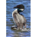 Common Loon. Photo by Gaukur Hjartarson. All rights reserved.