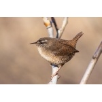 Eurasian Wren. Photo by Gaukur Hjartarson. All rights reserved.