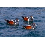 Harlequin Ducks. Photo by Gaukur Hjartarson. All rights reserved.