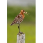 Black-tailed Godwit. Photo by Gaukur Hjartarson. All rights reserved.