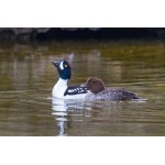 Barrow's Goldeneye. Photo by Gaukur Hjartarson. All rights reserved.