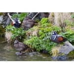 Harlequin Ducks, breeding pairs. Photo by Gaukur Hjartarson. All rights reserved.
