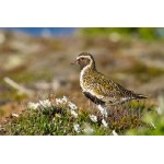 European Golden-Plover. Photo by Gaukur Hjartarson. All rights reserved.