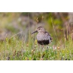 Dunlin. Photo by Gaukur Hjartarson. All rights reserved.