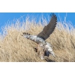 Gyrfalcon. Photo by Gaukur Hjartarson. All rights reserved.