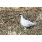Rock Ptarmigan. Photo by Gaukur Hjartarson. All rights reserved.