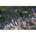 Common Murres. Photo by Gaukur Hjartarson. All rights reserved.