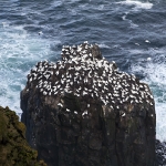 Gannets by Langanes. Photo by Gunnar Johannesson. All rights reserved.