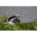 Long-tailed Duck. Photo by Gaukur Hjartarson. All rights reserved.