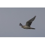 Gyrfalcon in flight. Photo by Gaukur Hjartarson. All rights reserved.
