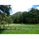 Barfoot Park, Chiricahua Mountains. Photo by Rick Taylor. Copyright Borderland Tours. All rights reserved. 